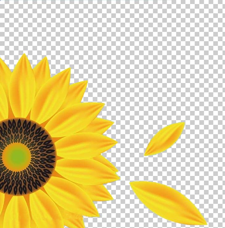 Color Psychology Illustration PNG, Clipart, Beautiful Sunflower, Beauty, Beauty Salon, Color, Daisy Family Free PNG Download