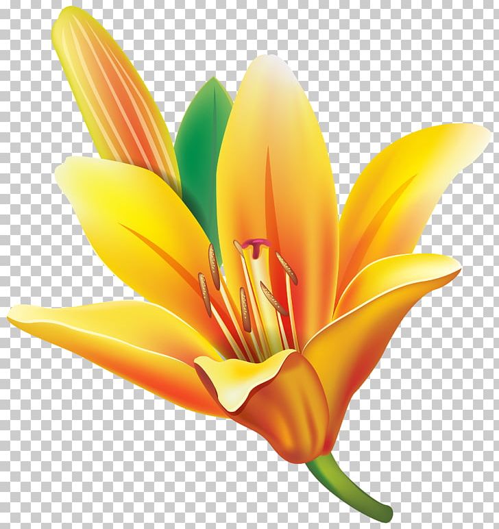 Easter Lily Flower Yellow PNG, Clipart, Clip Art, Computer Icons, Cut Flowers, Daylily, Easter Lily Free PNG Download