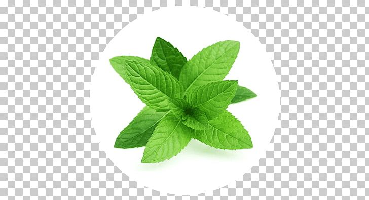 Peppermint Herb Leaf Vegetable Food PNG, Clipart, Basil, Bitters, Coriander, Curry Tree, Food Free PNG Download