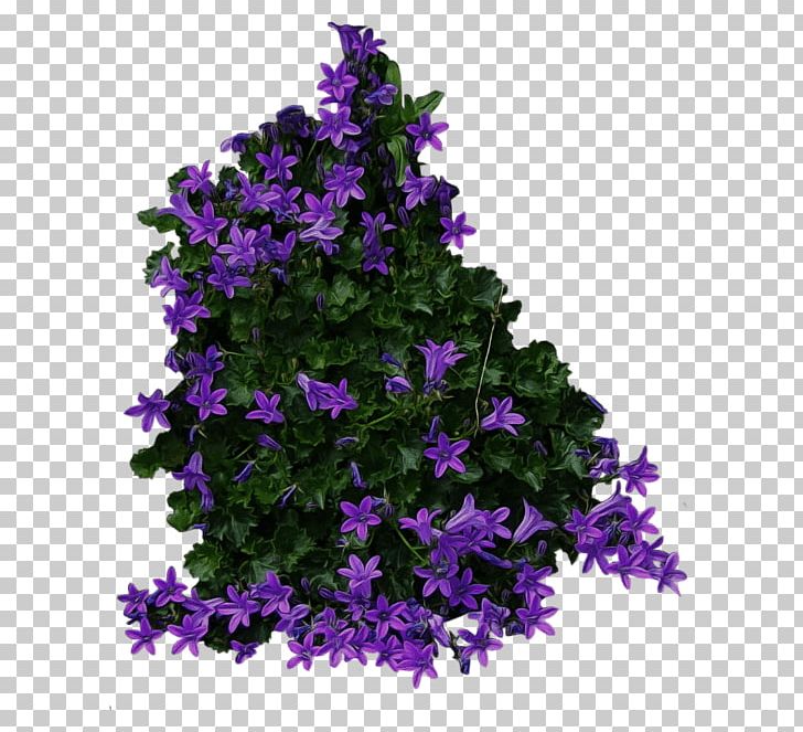 Portable Network Graphics Shrub Flower PNG, Clipart, Annual Plant, Bellflower, Bellflower Family, Bush, Flower Free PNG Download