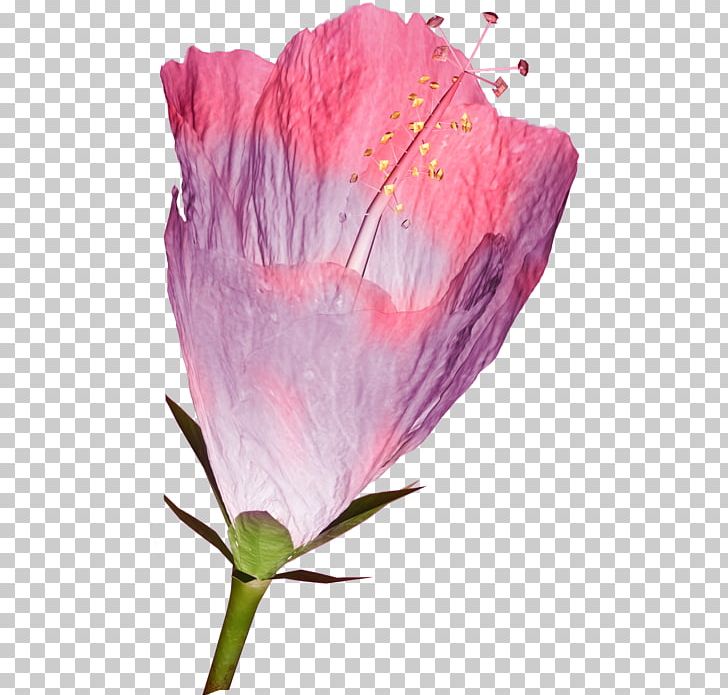 Rosemallows Petal Flower Persian Buttercup PNG, Clipart, Bonne, Buttercup, Cut Flowers, Fleur, Floral Design Free PNG Download