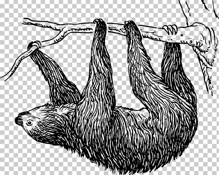 Sloth Bear Drawing PNG, Clipart, Animal, Beak, Bird, Black And White, Buckle Free PNG Download