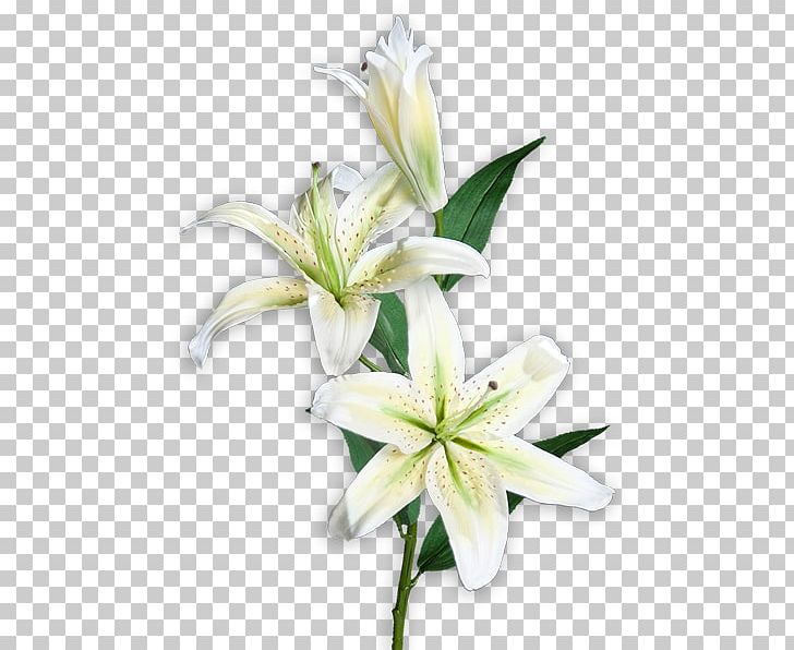 Lilium 'Pink Brilliant' Cut Flowers Garden Bulb PNG, Clipart,  Free PNG Download