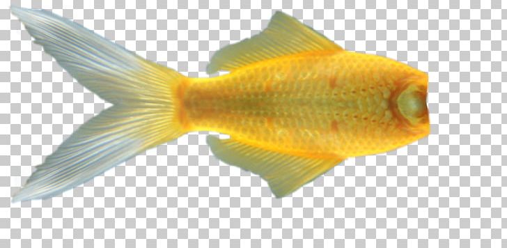 Goldfish Tail Mermaid PNG, Clipart, Aquariums, Art, Bony Fish, Desktop Wallpaper, Feeder Fish Free PNG Download