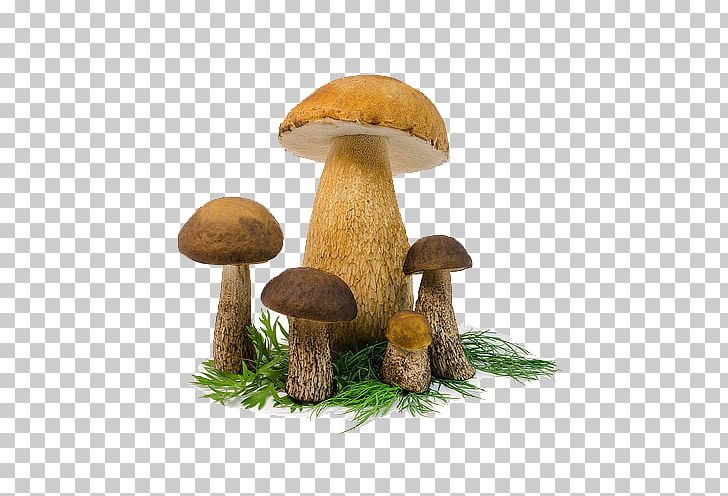 Mushroom Grass PNG, Clipart, Artificial Grass, Boletus, Cartoon Grass, Color, Edible Mushroom Free PNG Download