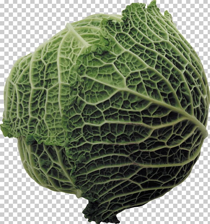 Savoy Cabbage Capitata Group Collard Greens Spring Greens PNG, Clipart, Cabbage, Cabbages, Capitata Group, Cauliflower, Chinese Cabbage Free PNG Download