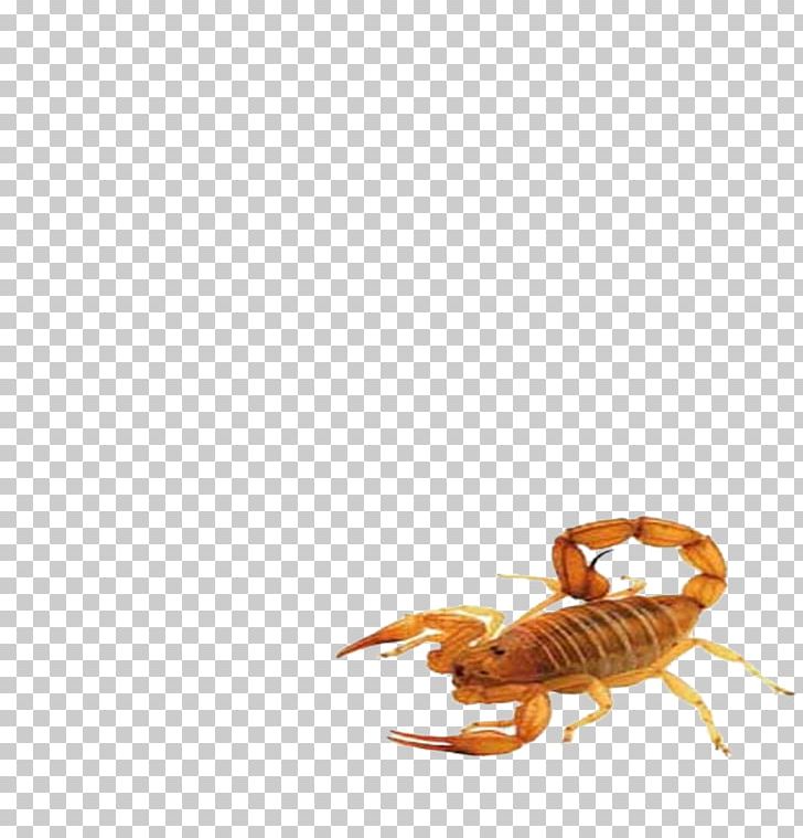 Scorpion Insect Animal PNG, Clipart, Animal, Arthropod, Cartoon Scorpion, Insect, Insects Free PNG Download
