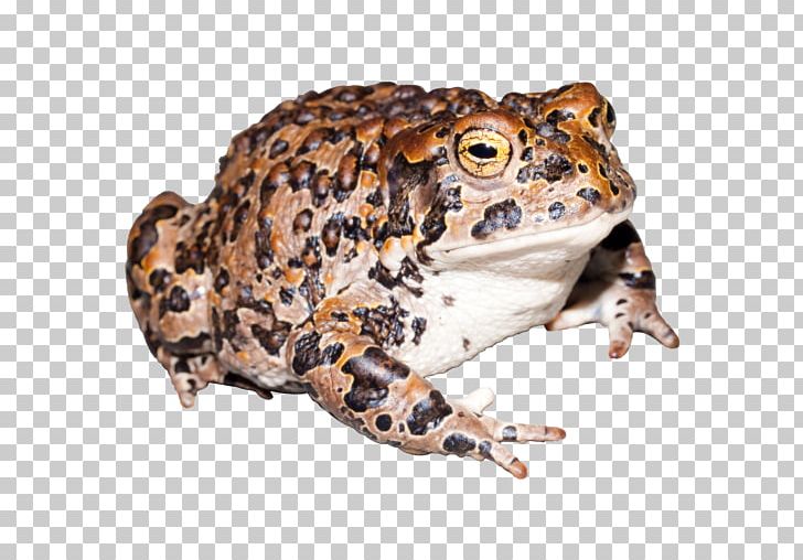 Toad Yosemite National Park True Frog Kings Canyon National Park PNG, Clipart,  Free PNG Download