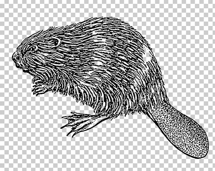 Drawing PNG, Clipart, Art, Beaver, Black And White, Carnivoran, Castoroides Free PNG Download