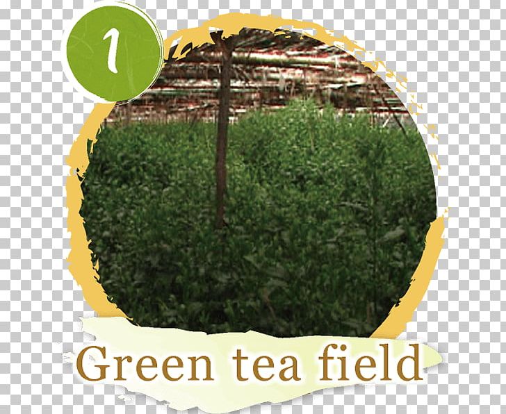 Tea Room こばやし茶店 小林松涛園本店 Matcha PNG, Clipart, Aonori, Grass, Gyokuro, Herb, Himeji Free PNG Download