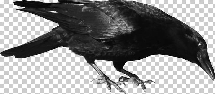 Common Raven Bird PNG, Clipart, Animals, Beak, Bird, Black And White, Common Raven Free PNG Download