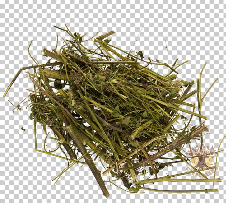 Huáng Qí Astragalus Dasyanthus Herbaceous Plant Root PNG, Clipart, Astragalus, Bird Nest, Description, Disease, Food Drinks Free PNG Download