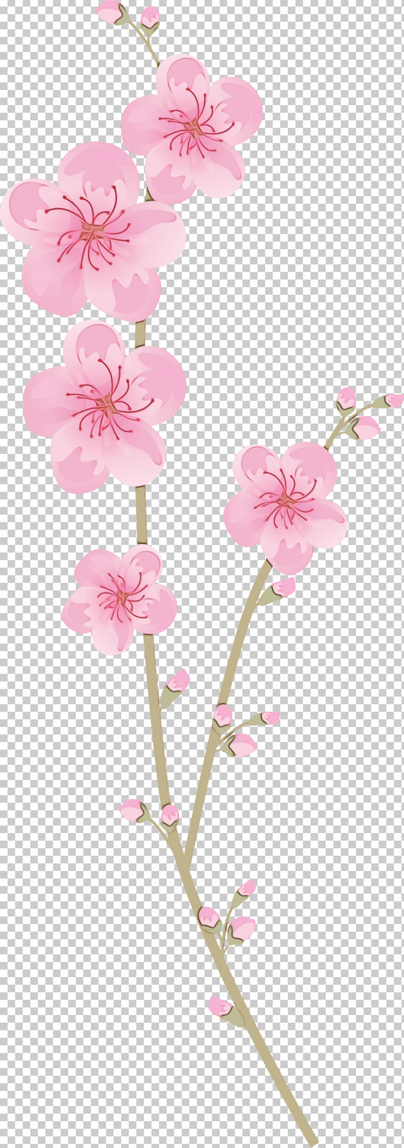 Cherry Blossom PNG, Clipart, Blossom, Cherry Blossom, Cut Flowers, Floral, Flower Free PNG Download