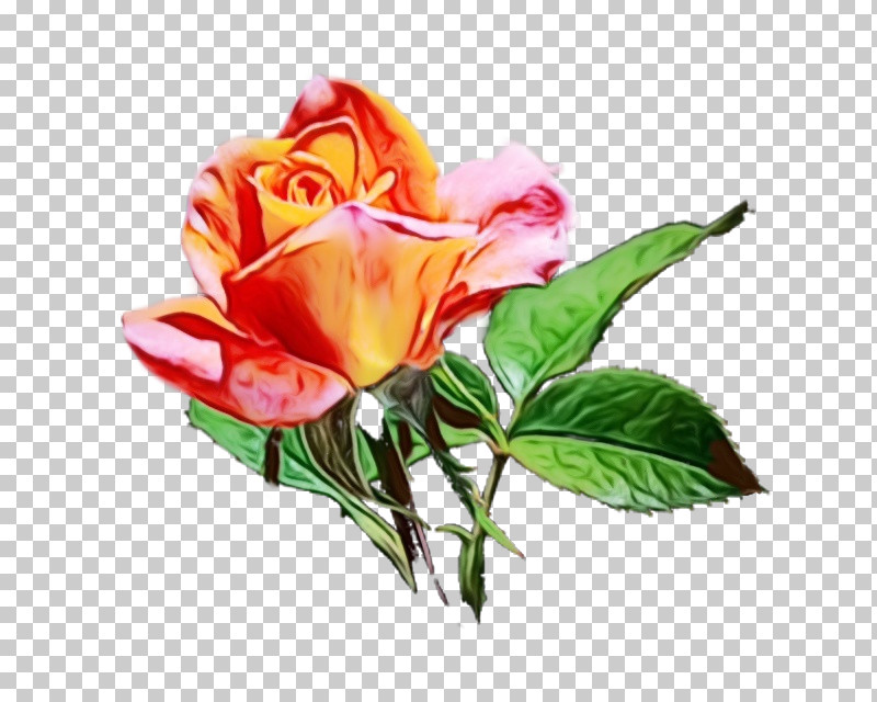 Garden Roses PNG, Clipart, Bud, Cabbage Rose, Cut Flowers, Floribunda, Floristry Free PNG Download