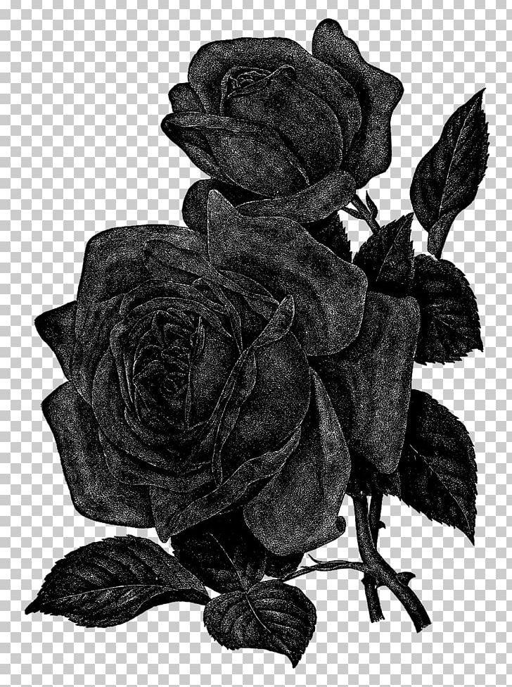 Centifolia Roses Flower Black And White PNG, Clipart, Black And White, Centifolia Roses, Cut Flowers, Digital Image, Drawing Free PNG Download