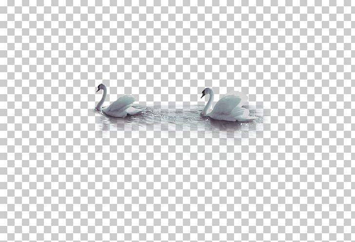 Cygnini Goose Duck PNG, Clipart, Animal, Animals, Bird, Black Swan, Cartoon Swan Free PNG Download
