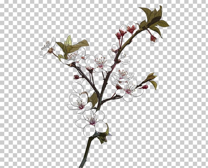 Drawing PNG, Clipart, Blossom, Branch, Cartoon, Cherry Blossom, Editing Free PNG Download