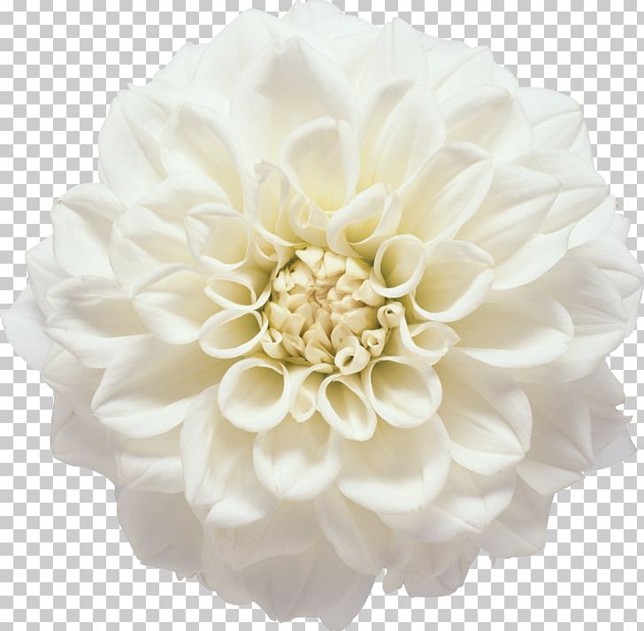 Flower White Photography PNG, Clipart, Clip Art, Color, Computer Software, Cut Flowers, Dahlia Free PNG Download