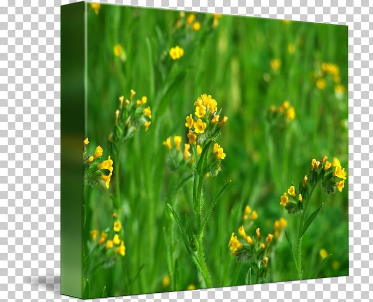 Herb Wildflower PNG, Clipart, Flower, Grass, Herb, Meadow, Mustard Free PNG Download
