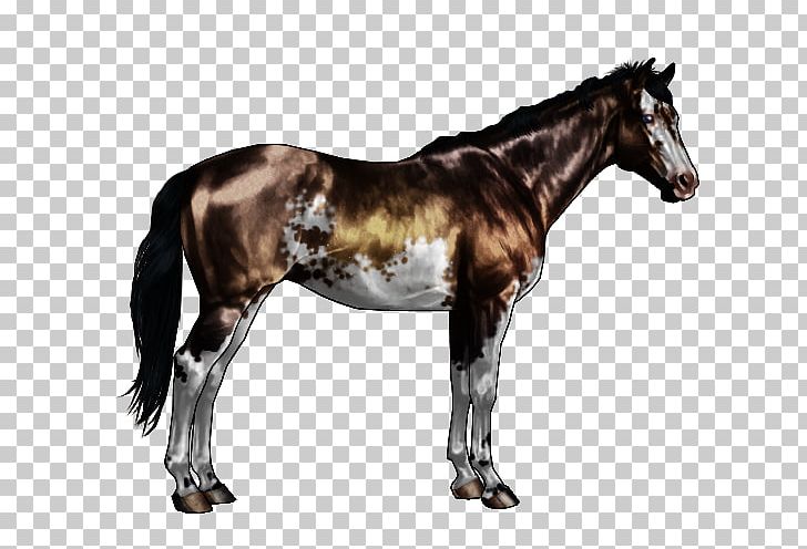 Mustang Appaloosa American Paint Horse Stallion Roan PNG, Clipart, Animal, Appaloosa, Colt, Dun Locus, Equine Coat Color Free PNG Download
