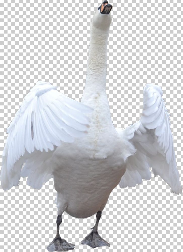 Domestic Goose Cygnini PNG, Clipart, Animals, Beak, Bird, Cygnini, Domestic Goose Free PNG Download