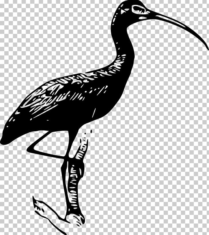 Ibis PNG, Clipart, American White Ibis, Artwork, Beak, Bird, Black And White Free PNG Download