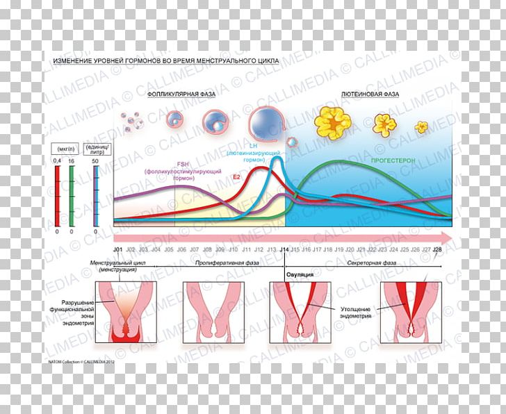 Menstrual Cycle Hormone Menstruation Endometrium Gynaecology PNG, Clipart, Anabolic Steroid, Angle, Area, Diagram, Endocrinology Free PNG Download
