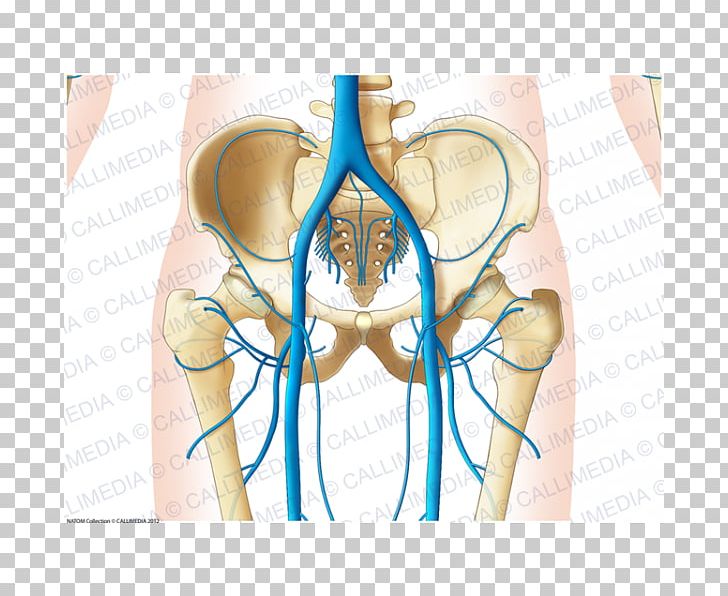 Shoulder Pelvis Abdomen Vein Hip PNG, Clipart, Abdomen, Anatomy, Angle, Appendicular Skeleton, Blood Vessel Free PNG Download