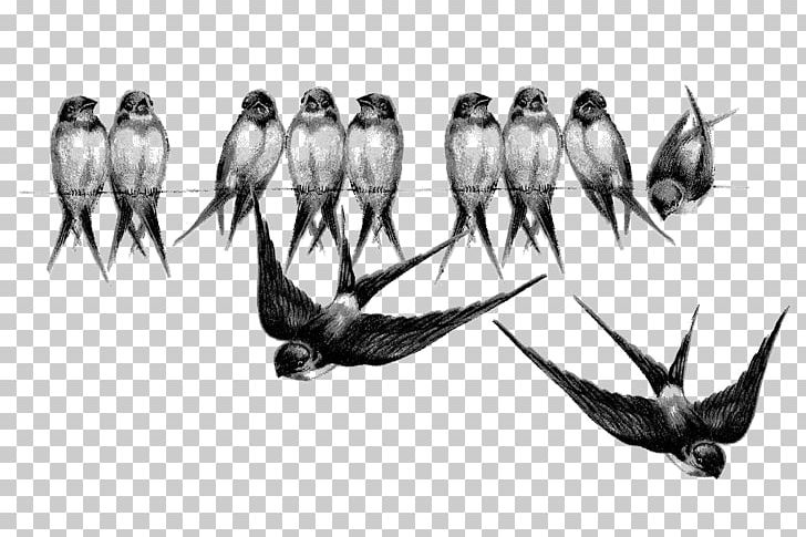 Swallow Bird Passerine PNG, Clipart, 18 Th, Animals, Art, Beak, Bird Free PNG Download