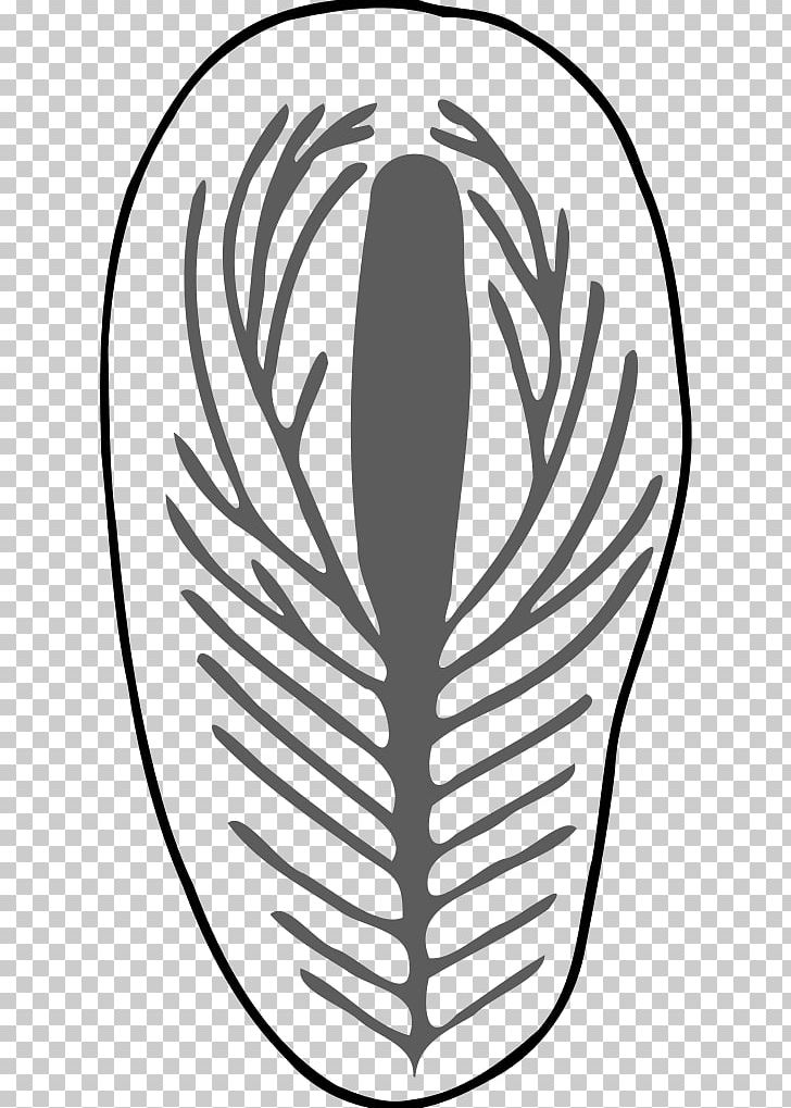 Ediacaran Biota Fossil Dickinsonia Costata Chondroplon PNG, Clipart, Affinity Taxonomy, Animal, Biota, Black And White, Chondroplon Free PNG Download