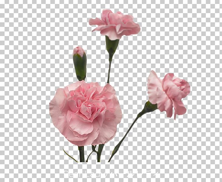 Garden Roses Carnation Cut Flowers Pink PNG, Clipart, Artificial Flower, Carnation, Centifolia Roses, Colibri Group, Cut Flowers Free PNG Download