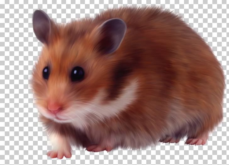 Hamster Rodent Murids Domestic Animal Dormouse PNG, Clipart, Animal, Domestic Animal, Dormouse, Fauna, Fur Free PNG Download
