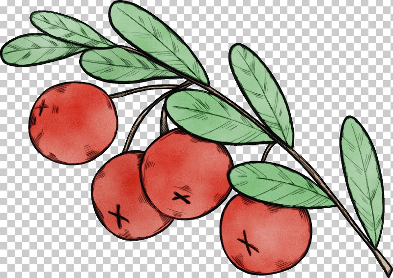 Leaf Lingonberry Tree Apple PNG, Clipart, Apple, Biology, Branching, Flower, Leaf Free PNG Download