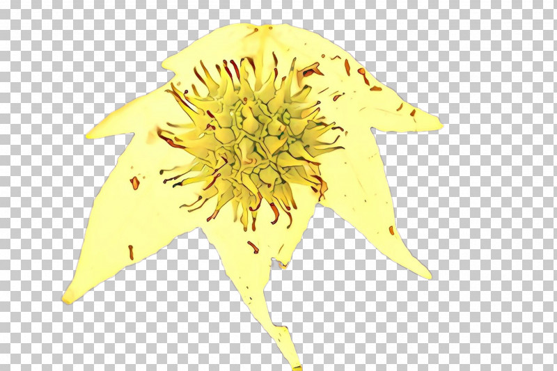 Sunflower PNG, Clipart, Dandelion, Flower, Petal, Plant, Sunflower Free PNG Download