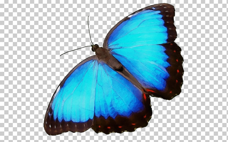 Brush-footed Butterflies Microsoft Azure PNG, Clipart, Brushfooted Butterflies, Microsoft Azure, Paint, Watercolor, Wet Ink Free PNG Download