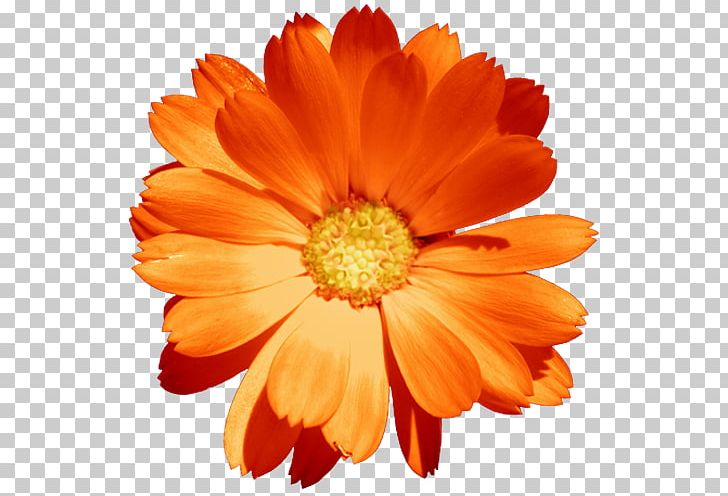 Drawing Cut Flowers Petal PNG, Clipart, Advertising, Annual Plant, Autumn, Calendula, Chemical Element Free PNG Download