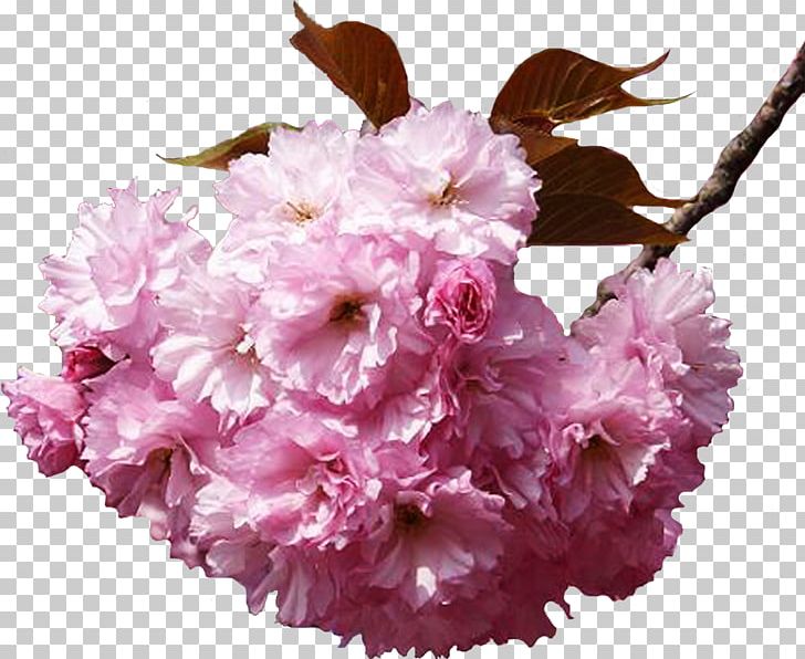 Flower Bouquet Cherry Blossom PNG, Clipart, Blossom, Branch, Cherry Blossom, Color, Cut Flowers Free PNG Download