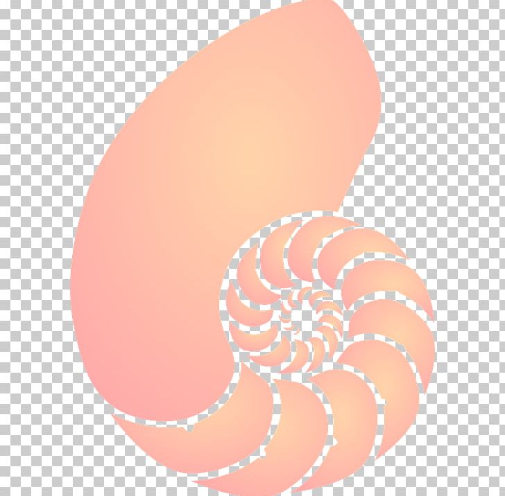Open Coral Nautilidae Seashell PNG, Clipart, Animals, Art, Circle, Coral, Coral Reef Free PNG Download