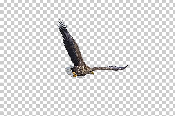 Bald Eagle Fauna Beak Wildlife PNG, Clipart, Accipitriformes, Animals, Asuka, Bald Eagle, Beak Free PNG Download