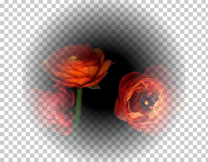 Flower Garden Roses Petal Photography PNG, Clipart, Art, Closeup, Computer Wallpaper, Desktop Wallpaper, Drawing Free PNG Download