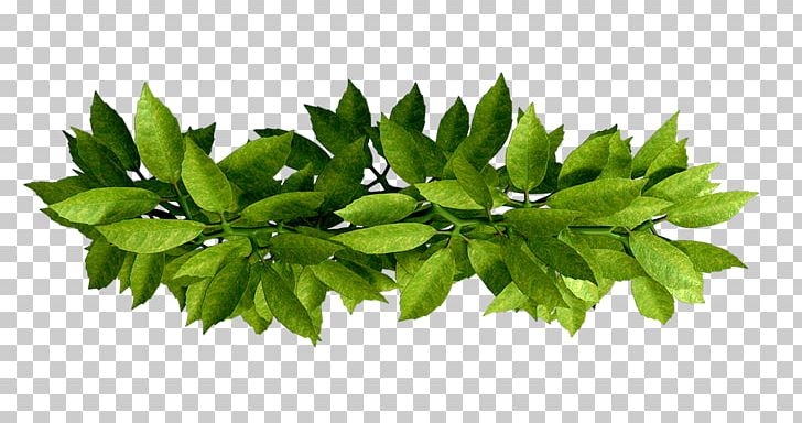 Leaf Branch PNG, Clipart, Bougainvillea Spectabilis, Branch, Download, Fereydoon Batmanghelidj, Google Images Free PNG Download