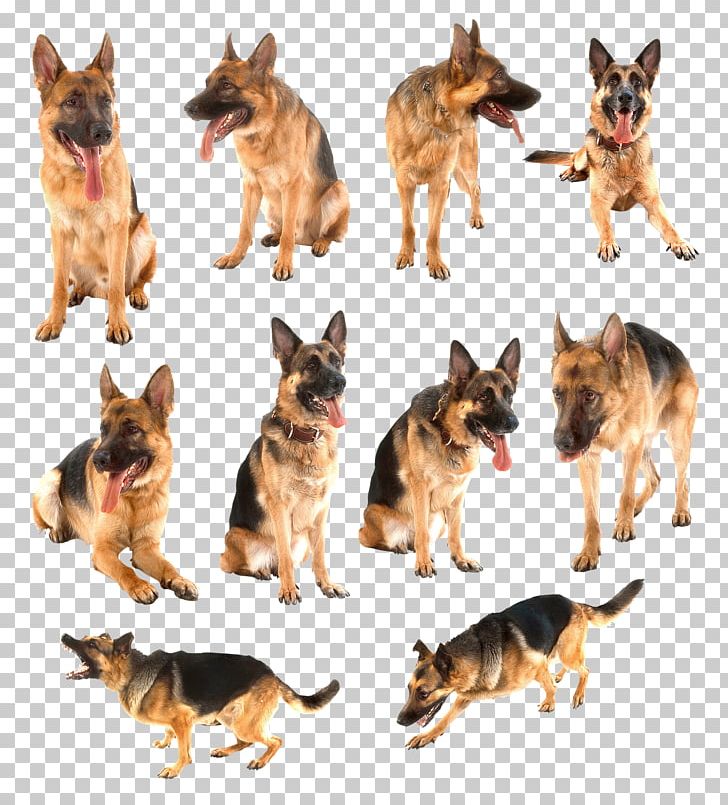 Old German Shepherd Dog Kunming Wolfdog Pet PNG, Clipart, Animal, Canidae, Carnivoran, Companion Dog, Dog Free PNG Download