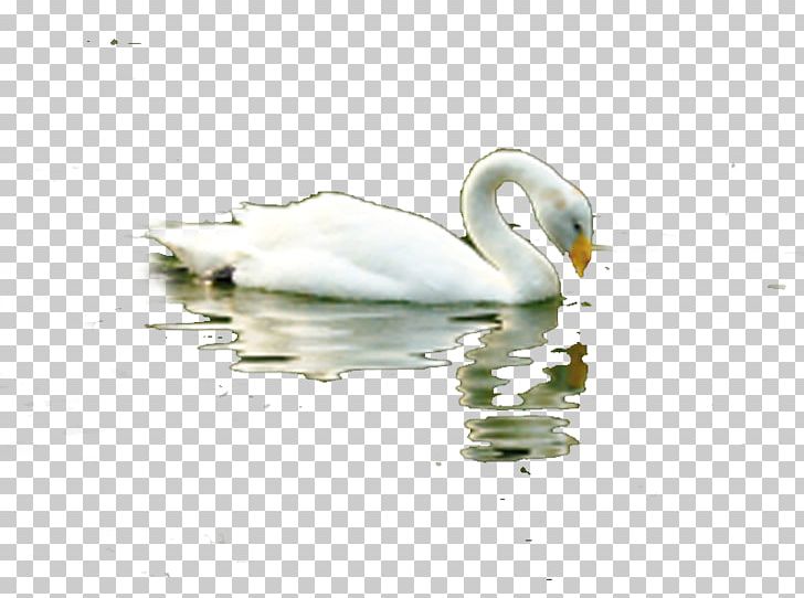 Duck Domestic Goose Cygnini PNG, Clipart, Animals, Beak, Bird, Download, Drinking Free PNG Download