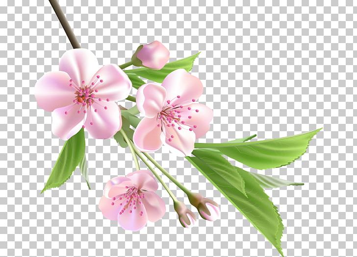 Flower PNG, Clipart, Blossom, Branch, Cherry Blossom, Cut Flowers, Desktop Wallpaper Free PNG Download
