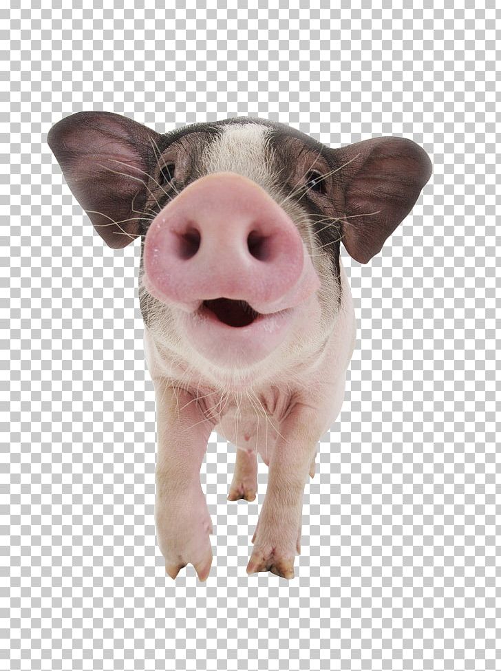 Pigs Ear 2017 Ekka Stock Photography PNG, Clipart, Animal, Animals, Blog, Chong, Domestic Pig Free PNG Download