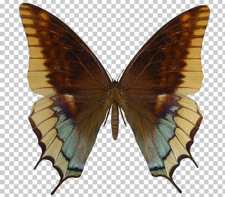 Swallowtail Butterfly Insect Battus Philenor Battus Polydamas PNG, Clipart, Aristolochia, Arthropod, Battus, Battus Crassus, Battus Philenor Free PNG Download