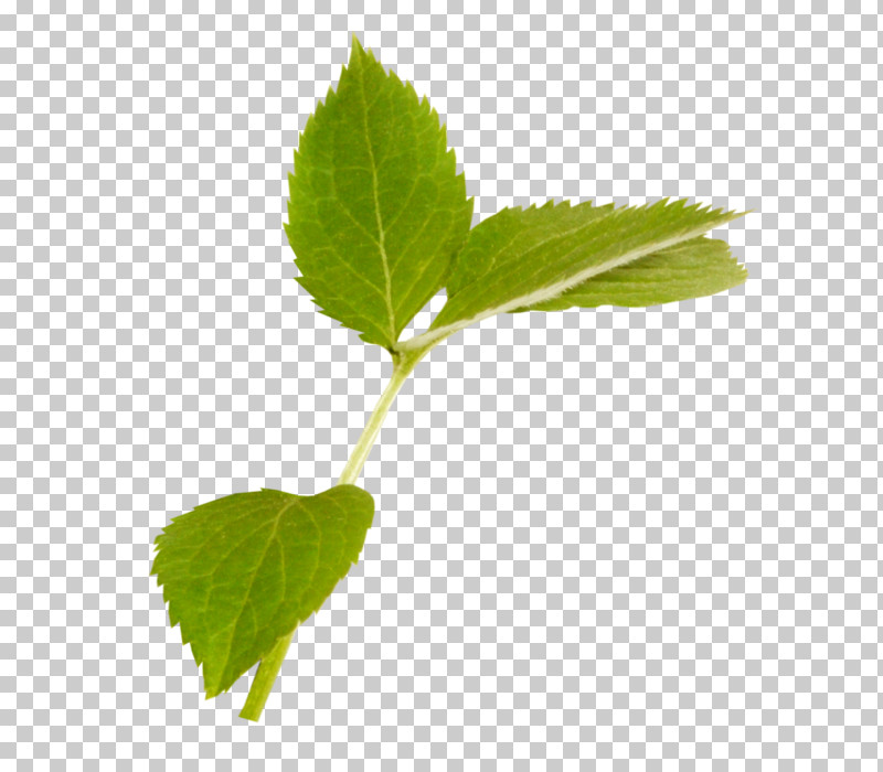 Leaf Plant Flower Tree Siberian Elm PNG, Clipart, Flower, Herb, Leaf, Plant, Siberian Elm Free PNG Download