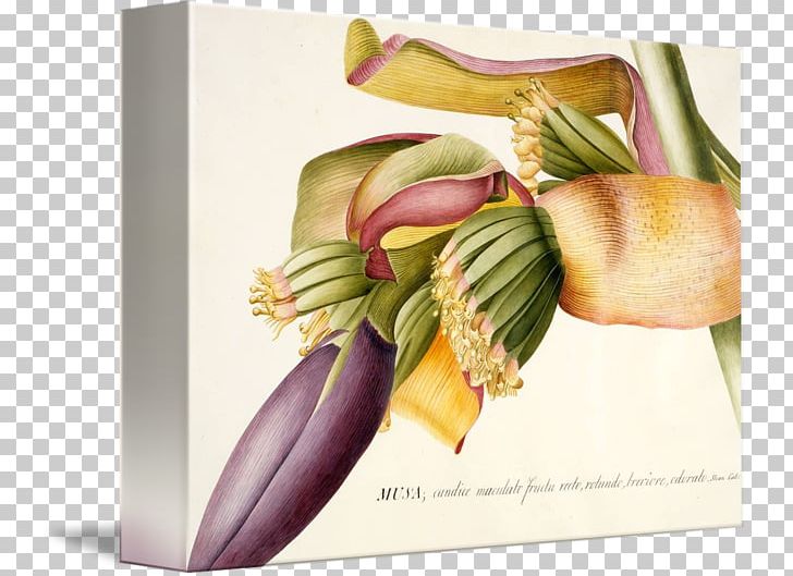 Banana Giclée Printmaking Work Of Art Artist PNG, Clipart, 18th Century, Art, Artist, Banana, Banana Watercolor Free PNG Download