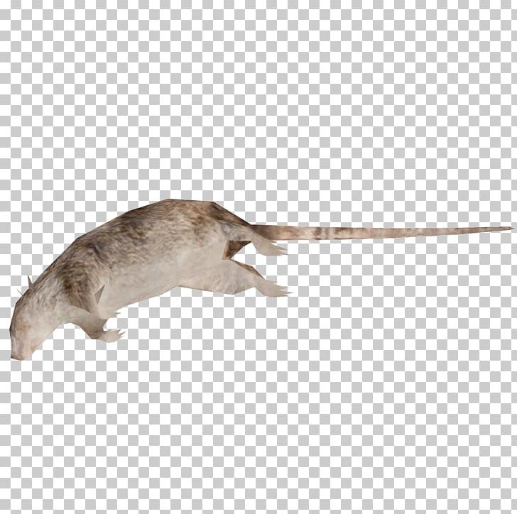 Brown Rat Mouse Laboratory Rat Rodent PNG, Clipart, Animal, Animals, Brown Rat, Death, Fancy Rat Free PNG Download