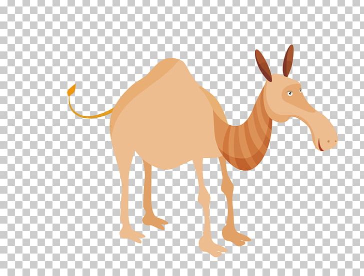 Drawing Illustration PNG, Clipart, Animal Camel, Animals, Animal Vector, Anime Girl, Camel Vector Free PNG Download